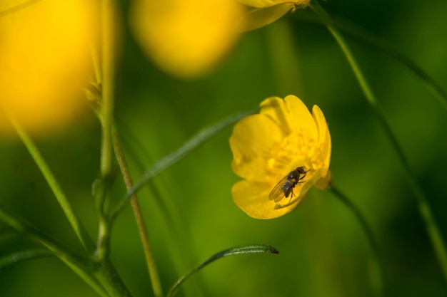 trama di sfondo erba primavera natura