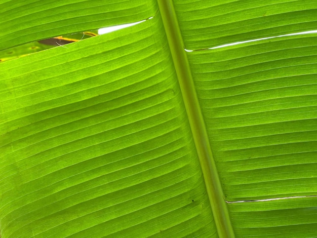 Trama di sfondo foglia di banana