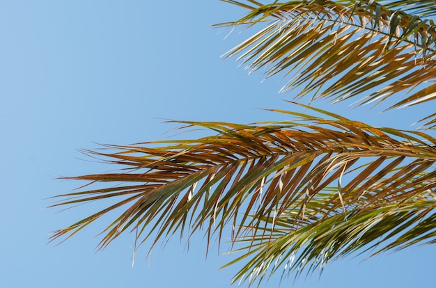 Trama di sfondo foglia verde tropicale, foto ravvicinata