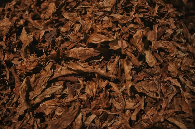 trama di sfondo foglie di tabacco secche, foglie gialle per fumare, produzione di sigari, fabbrica di tabacco