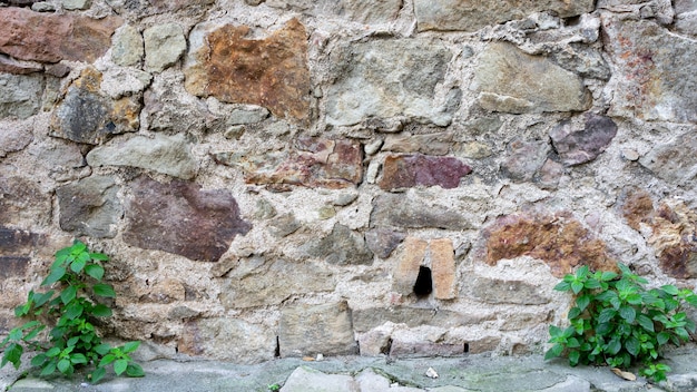 Trama di sfondo muro di pietra con due piante verdi ai lati