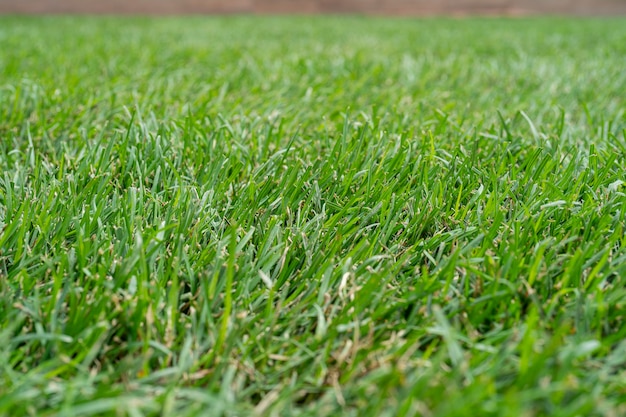 Trama di sfondo naturale di erba verde Primo piano su un prato verde Immagine di erba verde fresca