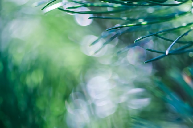 Trama di sfondo verde aghi di pino con gocce di pioggia Bokeh con riflessione della luce