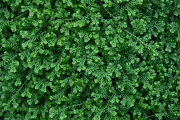 Trama di sfondo verde foglia piccola