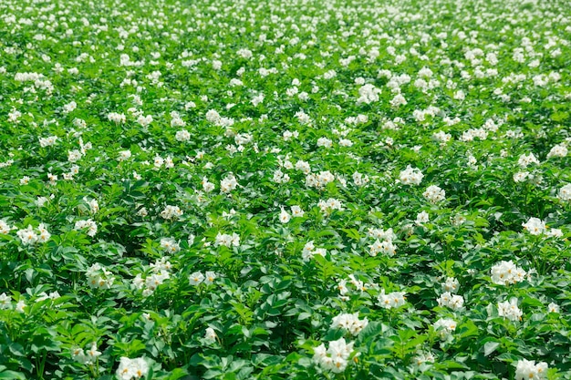 Trama di un campo di patate