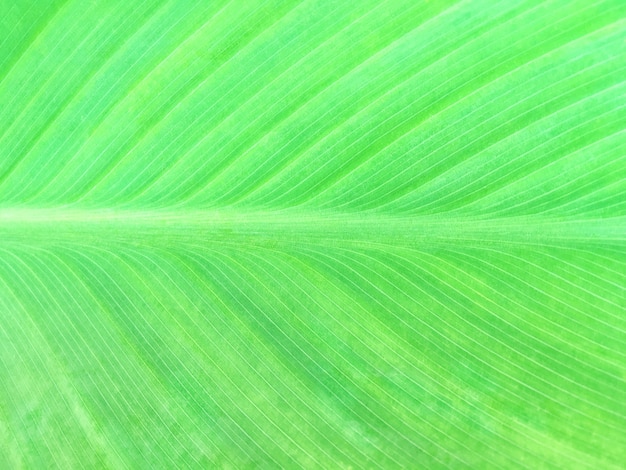 Trama di una grande foglia verde tropicale con macchie gialle.