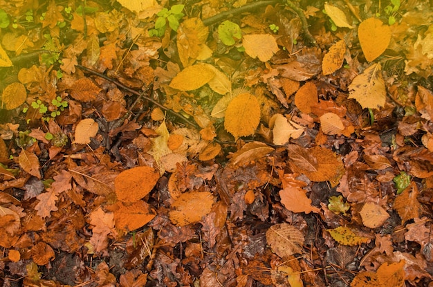 Trama foglia d'autunno Foglie colorate che cadono