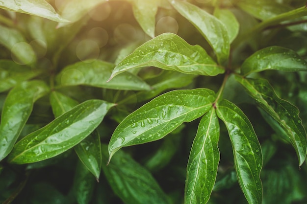 Trama foglia verde. Fondo di struttura della foglia.