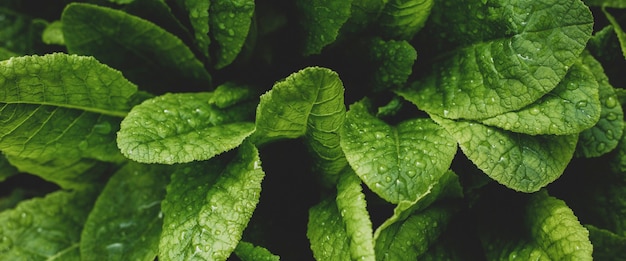 Trama foglia verde. Fondo di struttura della foglia.