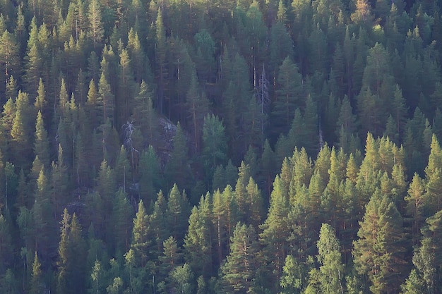 trama foresta di conifere vista dall'alto / paesaggio foresta verde, taiga picchi di abeti