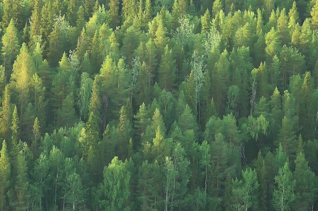 trama foresta di conifere vista dall'alto / paesaggio foresta verde, taiga picchi di abeti