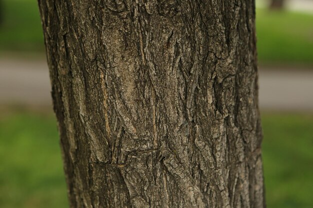 Trama goffrata della corteccia marrone di un albero