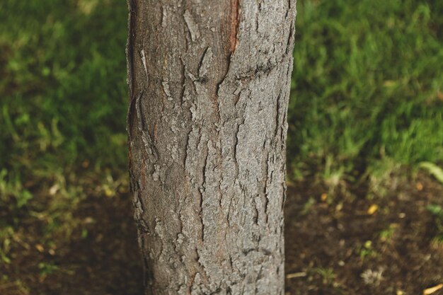 Trama goffrata della corteccia marrone di un albero