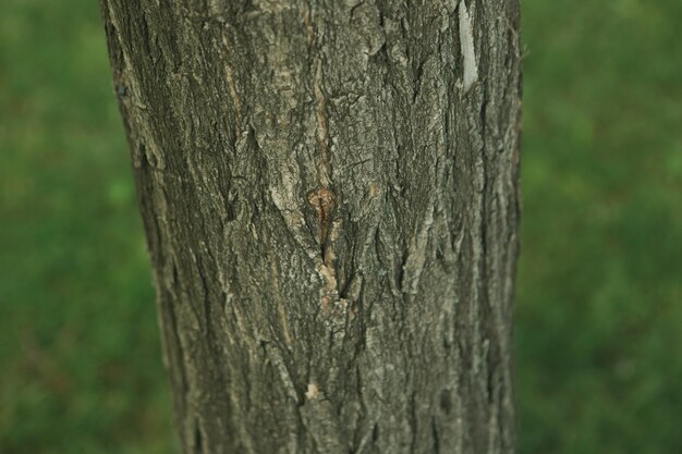 Trama goffrata della corteccia marrone di un albero