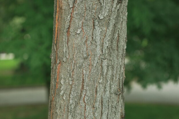 Trama goffrata della corteccia marrone di un albero