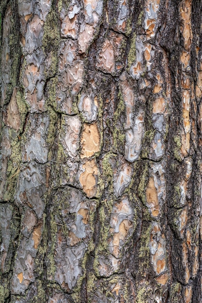 Trama goffrata di corteccia di pino