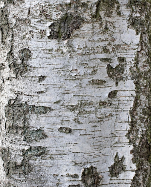 trama sfondo design tronco d'albero corteccia di betulla