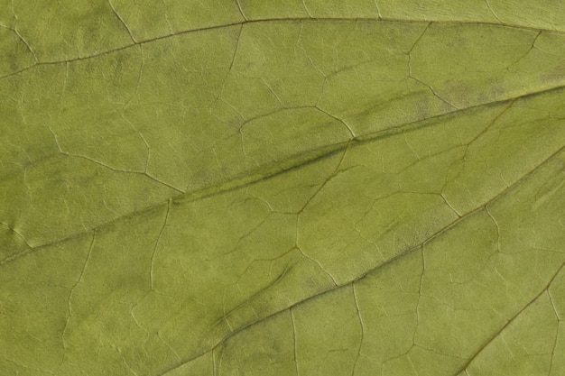 Trama verde di una foglia secca