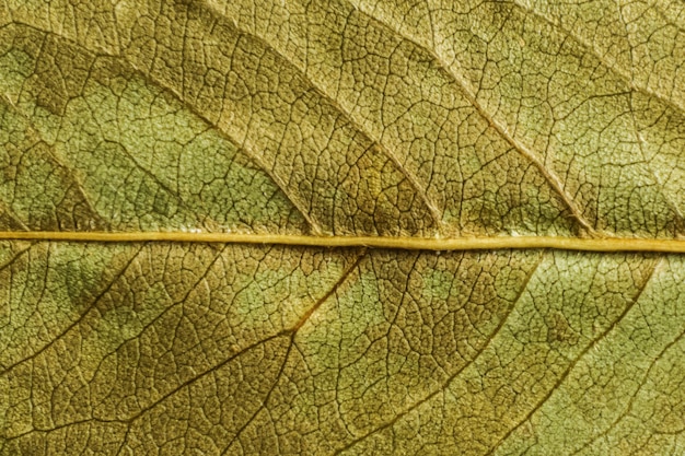 Trama verde di una foglia secca