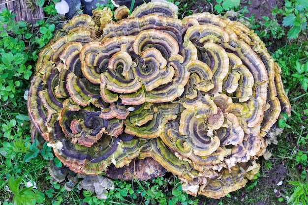 Trametes versicolor noto anche come Coriolus versicolor e Polyporus versicolor