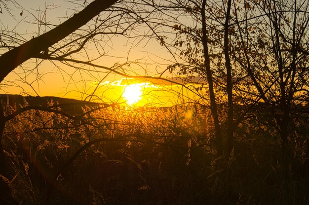 Tramonto alla periferia di Berlino Il sole splende attraverso gli alberi