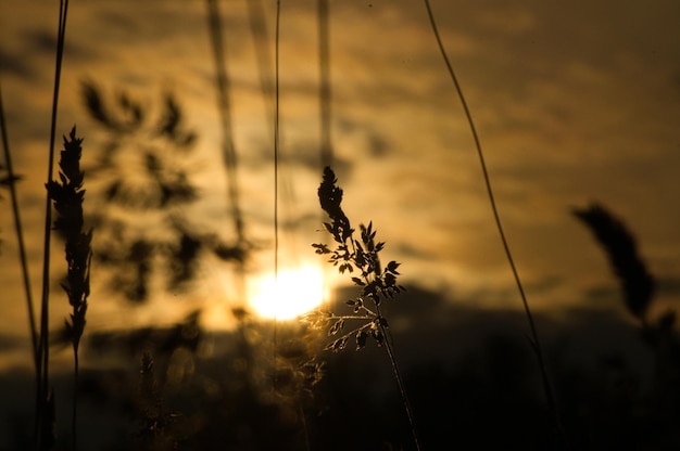 Tramonto alla periferia di Berlino Piante come silhouette in primo piano