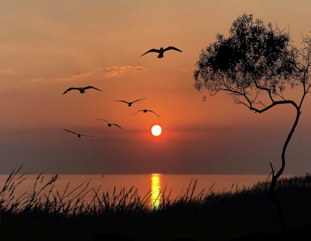 tramonto arancione tramonto e silhouette di gabbiano erba albero sul mare anteriore