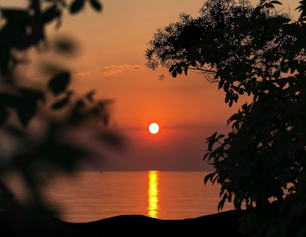 tramonto arancione tramonto e silhouette di gabbiano erba albero sul mare anteriore