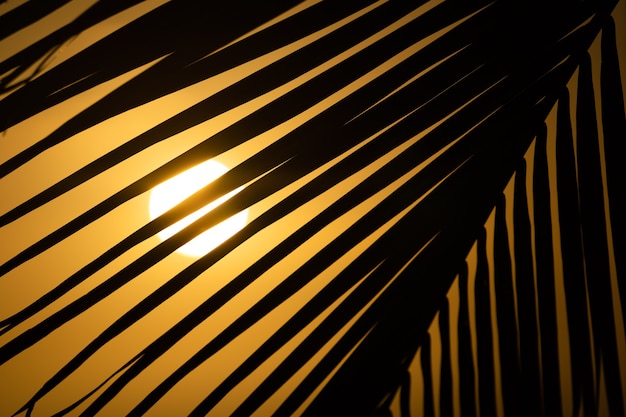 Tramonto arancione tropicale dietro la sagoma di una grande foglia di palma ampia bandiera tropicale sfondo