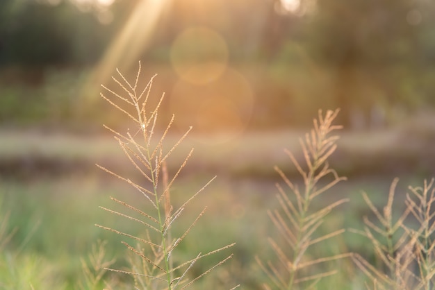 tramonto bokeh in campo