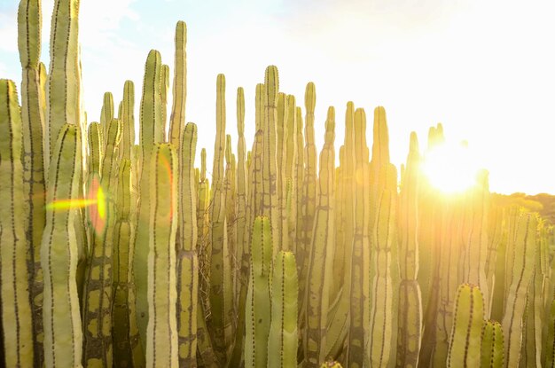 Tramonto calmo del deserto del cactus