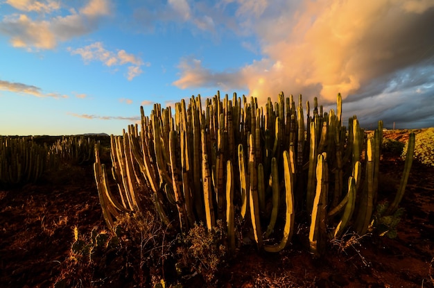 Tramonto calmo del deserto del cactus