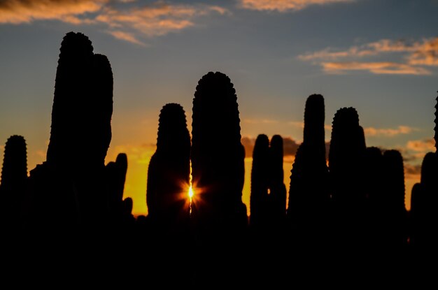 Tramonto calmo del deserto del cactus