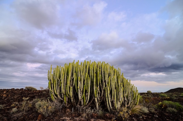 Tramonto calmo del deserto del cactus