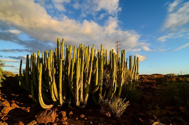 Tramonto calmo del deserto del cactus