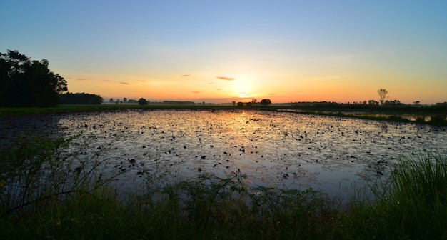 tramonto colorato su una zona umida, con alcuni grani in primo piano