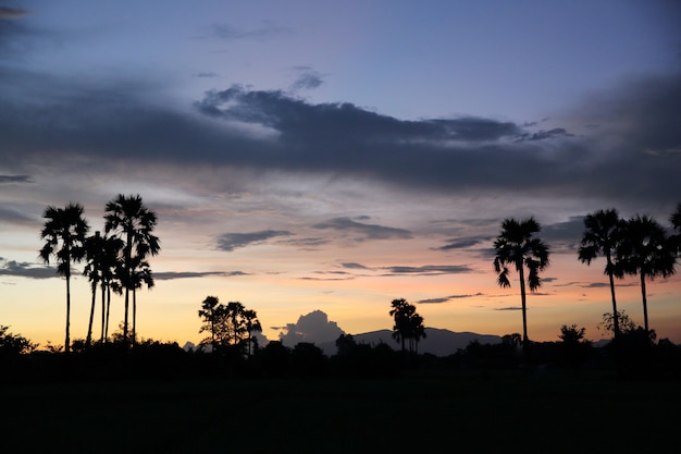 Tramonto con alberi di cocco