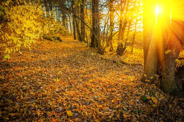 Tramonto con il sole nello stile di instagram della foresta di autunno