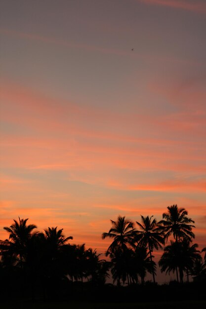 Tramonto con la palma nel paese tropicale