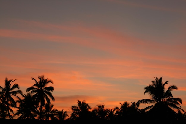 Tramonto con la palma nel paese tropicale