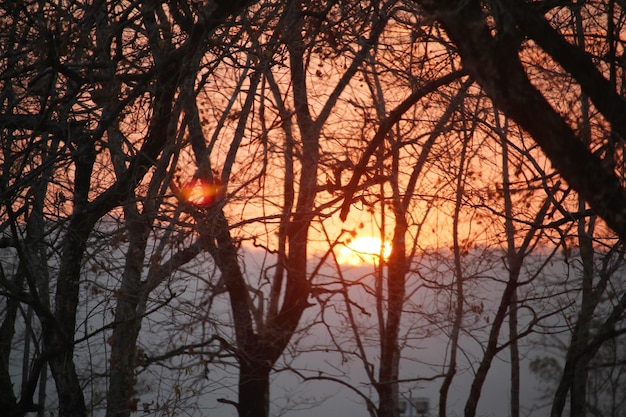 Tramonto con la sagoma degli alberi