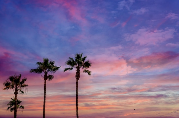 Tramonto con le alte palme della California