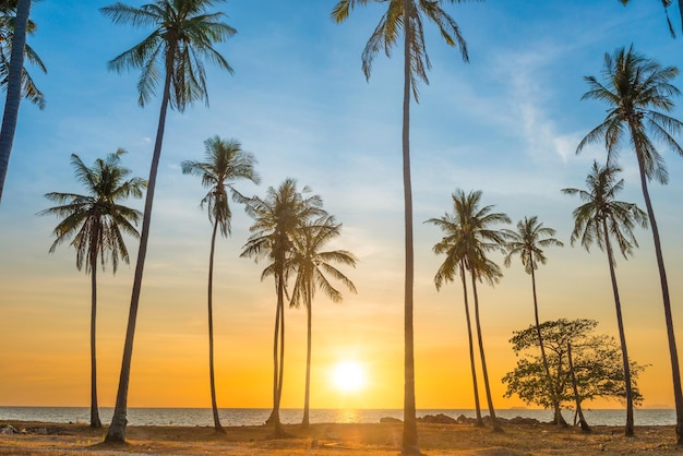 Tramonto con palme sulla spiaggia