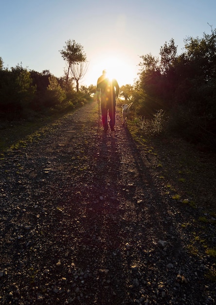 Tramonto contro il sole e un uomo che cammina con un cane nel giardino degli ulivi sull'isola di Evia in Grecia