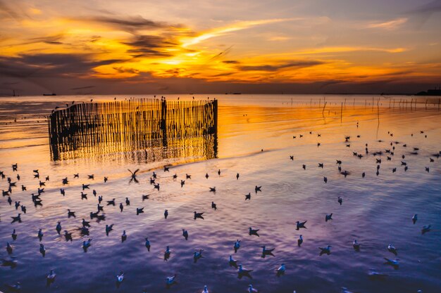 Tramonto crepuscolare con mare e gabbiani a Bang Pu, Thailandia