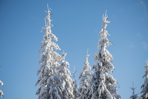 tramonto d'inverno, fondo della foresta dell'albero di pino coperto di neve fresca