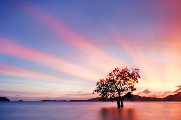 tramonto degli alberi della mangrovia su acqua