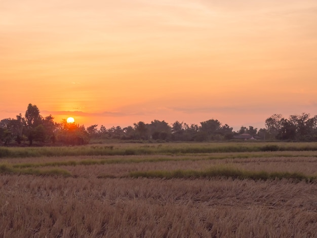 Tramonto della siluetta sopra il campo di riso