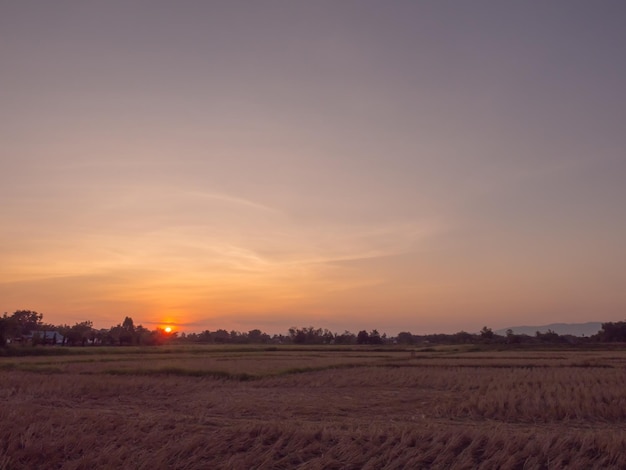 Tramonto della siluetta sopra il campo di riso