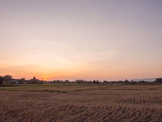 Tramonto della siluetta sopra il campo di riso